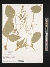 Image result for Desmodium ospriostreblum