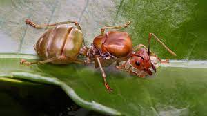The Secrets of Royalty: Amazing Facts About Queen Ants