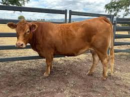 We want to thank James Litt from AWN for the consistent support. James goes  above and beyond for his clients and we definitely appreciate that. We have  a few stud registered and