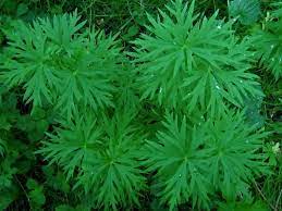 Monkshood