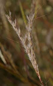 Image result for Andropogon gayanus