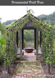 Important considerations are canopy light interception and distribution to flowers and fruit. Espalier Fruit Trees Create A Home Orchard With A Small Footprint River Road Farms
