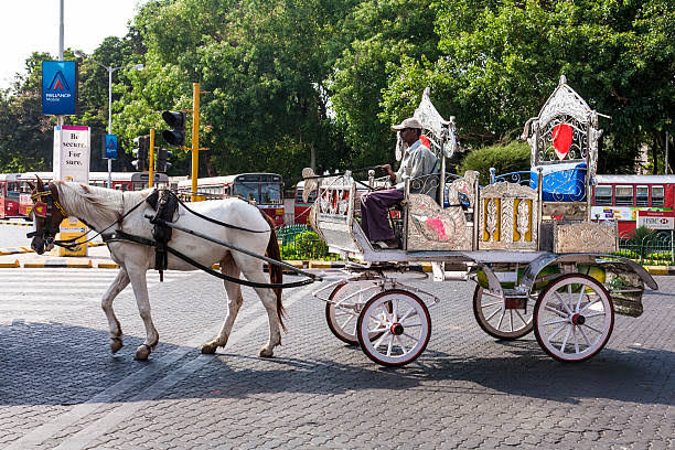 Mumbai Horse Taxi Stock Photo - Download Image Now - Activity, Asia, Black Color - iStock