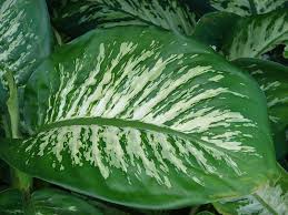 Dieffenbachia Dumb Cane Leopard Lily Guide Our House Plants