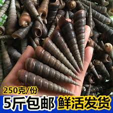 Image result for 大連海螺絲