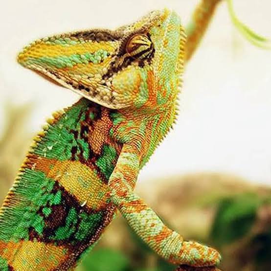 The More Rainbow Bright a Chameleon, the Greater His Battle Prowess