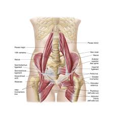 Understanding The Hip And Knee Anatomy Print Poster Prints Allposters Com Muscle Anatomy Hip Anatomy Hip Muscles