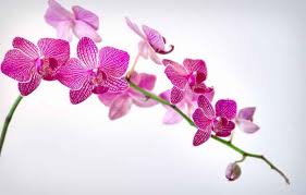 Ada beberapa jenis bunga yang akan dibahas, yaitu, mawar, melati, tulip, anggrek, alamanda, anyelir, matahari, asoka, aster, camelia, edelweis, kembang sepatu, dan bunga. 12 Jenis Bunga Dengan Makna Romantis Yang Tersembunyi Outerbloom