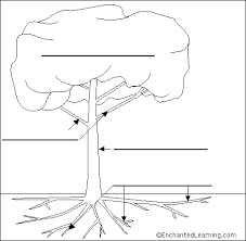 This worksheet requires kids to identify and label all the important parts of a tree. Label Tree Anatomy Printout Enchantedlearning Com Tree Coloring Page Plant Science Kids Learning Activities