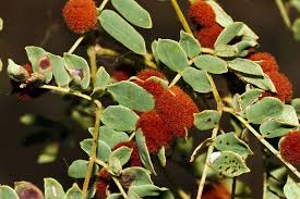 Image result for Amorphophallus goetzei