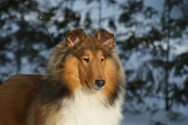 Tri Factored Sable Female Collie Caes