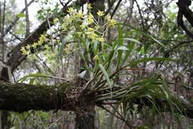 Image result for Habenaria epipactidea