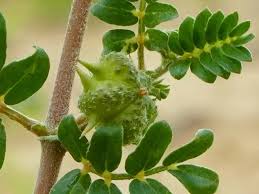 Image result for Tribulus terrestris