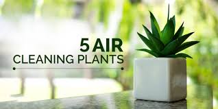 Plus, they're easy to care for and hard to kill. Air Cleaning Plants To Improve Indoor Air Quality