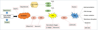 Is it ok for cats? Cerebral Ischemic Stroke Cellular Fate And Therapeutic Opportunities