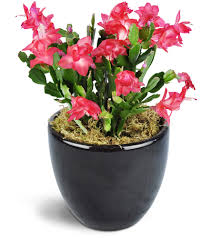 The flowering cactus plants offered on the site are extremely durable and available in numerous varieties. Classic Christmas Cactus Columbia Md Florist