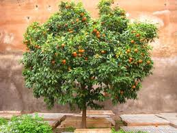 Bitter orange (bottom) & sweet orange (top). How To Grow An Orange Tree From Seed The Garden Of Eaden
