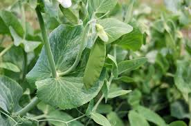 We did not find results for: Growing Snow Peas Tips For Care Of Snow Pea Plants