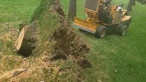 A popular method of stump removal involves hooking the stump up to a pickup truck and driving like crazy. How To Stump Grind An Uprooted Tree Youtube