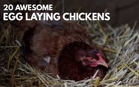 What are the best chickens for eggs. 20 Best Egg Laying Chickens Illustrated Guide Know Your Chickens
