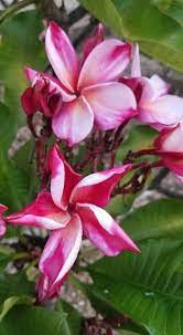 Whether you take plumeria photos with a phone, point & shoot, or slr, these principles will improve their ahhhh factor. Pin En Plumerias