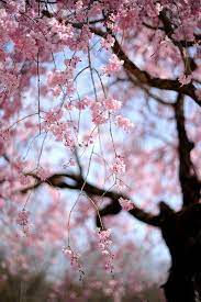 Weeping Cherry Blossoms Cherry Blossom Blossom Trees Beautiful Flowers