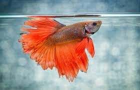 It is presumed that the lifespan of betta fish in the wild is slightly shorter than those in captivity. Signs Of Betta Fish Illness Lovetoknow