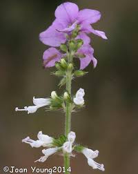 Image result for Syncolostemon linearis