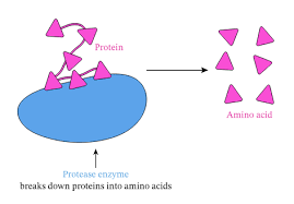 Digestive enzymes catalyze digestion, breaking down larger molecules into more easily absorbed particles. Lesson Explainer Enzymes In Digestion Nagwa