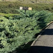 Image result for Grewia schinzii