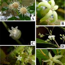 Image result for Ixora longipedunculata