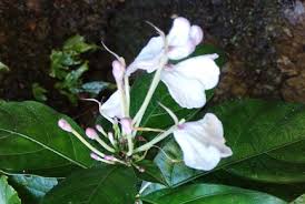 Image result for Rhinacanthus