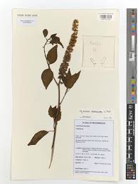 Image result for Phytolacca dodecandra