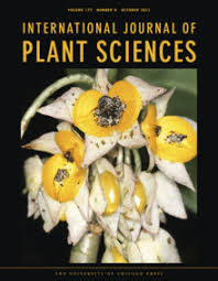 Image result for Dichilus lebeckioides