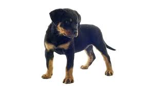 importance of a healthy rottweiler diet rottweilerhq com