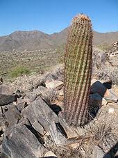 I have heard the term used to describe a varied range of plants from euphorbias to fouquierias (ocotillo) to agaves, yuccas, & aloes. Cactus Wikipedia