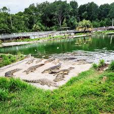 5 taman buaya terbesar di malaysia 2020. Ada Yang Dah Rindu Kami Semua Sarang Buaya Pasir Gudang Facebook