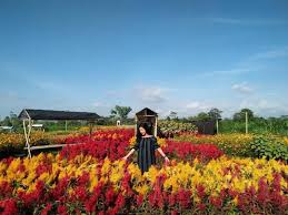 Kehangatan, kelabu abu di dua warna bagian atas yang kontras dengan warna hijau. Wisata Kebun Bunga Bono Tulung Klaten Asedino