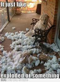 Excuses Animal Captions Beautiful Dogs Beautiful Dogs Photos