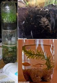 Ecosystem Life Science Experiments Science For Kids Fun Science