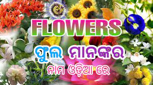 List of all flower names in english and hindi. 20 Flowers Name In Odia à¬« à¬² à¬° à¬¨ à¬® Flowers Name In English Youtube
