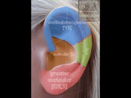 Image result for Ear Nerve Block