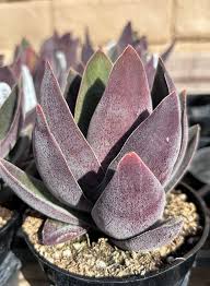 Image result for Crassula alba