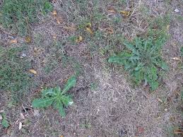 On utilise le trèfle blanc comme engrais vert au printemps. Comment Refaire Une Beaute A Sa Pelouse Apres La Secheresse Mantis Le Jardinage Facile