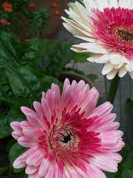 Gerbera Daisies Love Love Love Gerbera Daisy Gerbera Gerber Daisies
