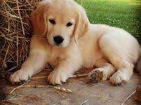 golden retriever fiyatlari hakkinda bilgi alirken satilik veya ucretsiz yavru golden retriever sahiplenebilirsiniz retriever golden retriever kopek