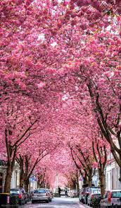 Cherry Trees At Heerstreet Bonn Germany Photog Bonn Cherry Cherryblossom Germany Heerstreet Pho Bonn Deutschland Bonn Kirschblute Bonn