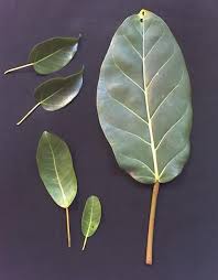 Image result for Ficus polita