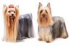 Silky Terrier Dog Breed - Facts and Personality Traits ...