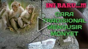 Cara mengatasi ulat | menanam adalah kegiatan yang bermanfaat dan menyenangkan, namun bukan berarti tidak memiliki rintangan yang harus dihadapi. Cara Mengusir Monyet Tradisional Youtube